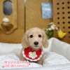 臘腸狗-樂芙幼犬寵物犬舍-台中犬舍,合法犬舍,犬舍推薦,推薦犬舍,買狗推薦,專業犬舍,優良犬舍