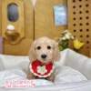 臘腸狗-樂芙幼犬寵物犬舍-台中犬舍,合法犬舍,犬舍推薦,推薦犬舍,買狗推薦,專業犬舍,優良犬舍