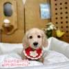 臘腸狗-樂芙幼犬寵物犬舍-台中犬舍,合法犬舍,犬舍推薦,推薦犬舍,買狗推薦,專業犬舍,優良犬舍