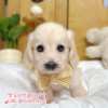 臘腸狗-樂芙幼犬寵物犬舍-台中犬舍,合法犬舍,犬舍推薦,推薦犬舍,買狗推薦,專業犬舍,優良犬舍