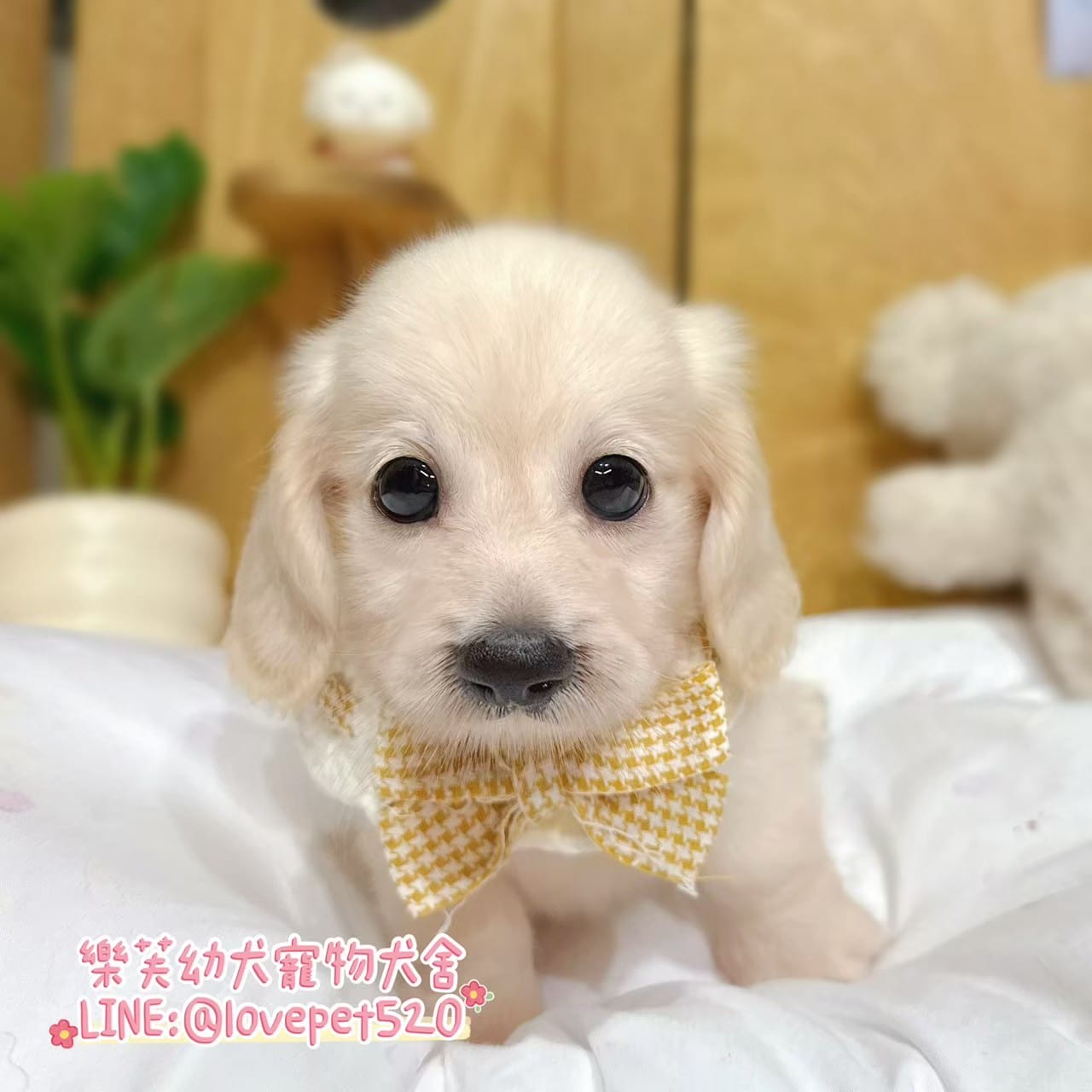 臘腸狗-樂芙幼犬寵物犬舍-台中犬舍,合法犬舍,犬舍推薦,推薦犬舍,買狗推薦,專業犬舍,優良犬舍