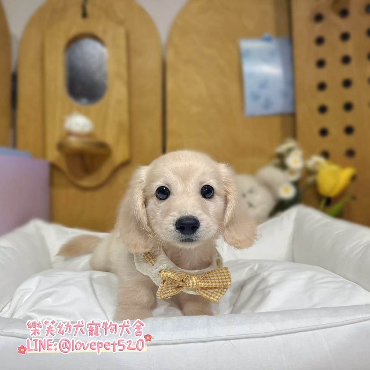 臘腸狗-樂芙幼犬寵物犬舍-台中犬舍,合法犬舍,犬舍推薦,推薦犬舍,買狗推薦,專業犬舍,優良犬舍
