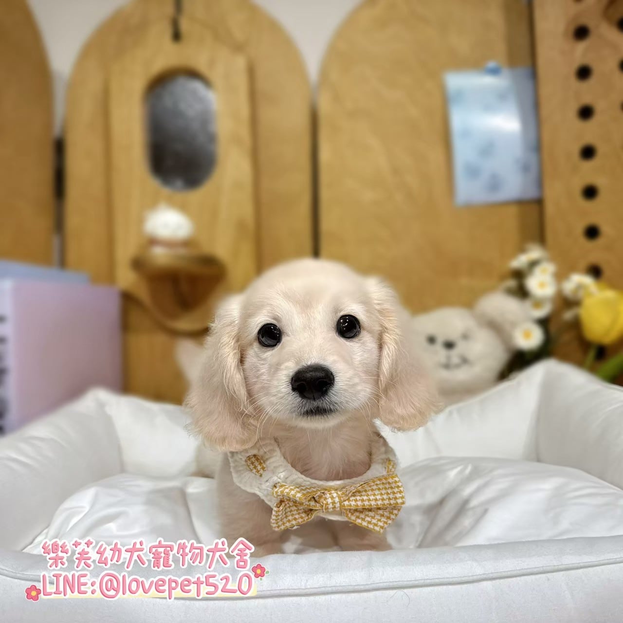 臘腸狗-樂芙幼犬寵物犬舍-台中犬舍,合法犬舍,犬舍推薦,推薦犬舍,買狗推薦,專業犬舍,優良犬舍