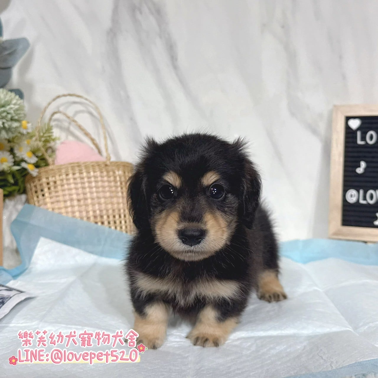 臘腸狗-樂芙幼犬寵物犬舍-台中犬舍,合法犬舍,犬舍推薦,推薦犬舍,買狗推薦,專業犬舍,優良犬舍