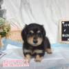 臘腸狗-樂芙幼犬寵物犬舍-台中犬舍,合法犬舍,犬舍推薦,推薦犬舍,買狗推薦,專業犬舍,優良犬舍