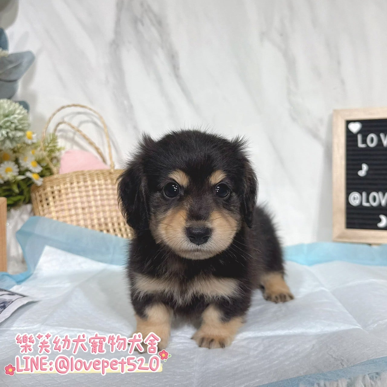 臘腸狗-樂芙幼犬寵物犬舍-台中犬舍,合法犬舍,犬舍推薦,推薦犬舍,買狗推薦,專業犬舍,優良犬舍