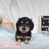 臘腸狗-樂芙幼犬寵物犬舍-台中犬舍,合法犬舍,犬舍推薦,推薦犬舍,買狗推薦,專業犬舍,優良犬舍