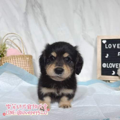 臘腸狗幼犬-樂芙幼犬寵物犬舍-台中犬舍,合法犬舍,犬舍推薦,幼犬買賣,買狗推薦 臘腸狗幼犬-樂芙幼犬寵物犬舍-台中犬舍,合法犬舍,犬舍推薦,幼犬買賣,買狗推薦