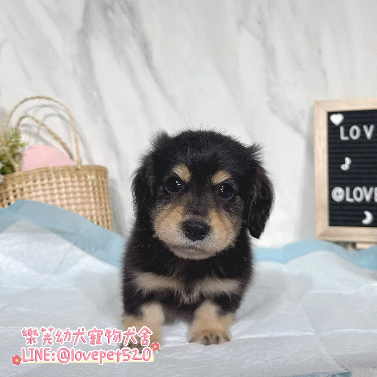 臘腸狗-樂芙幼犬寵物犬舍-台中犬舍,合法犬舍,犬舍推薦,推薦犬舍,買狗推薦,專業犬舍,優良犬舍