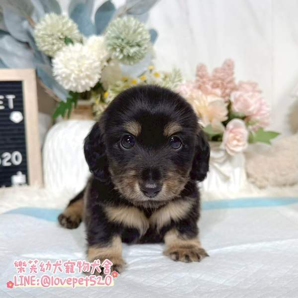 黑四目奶油臘腸狗幼犬實拍照片｜合法犬舍