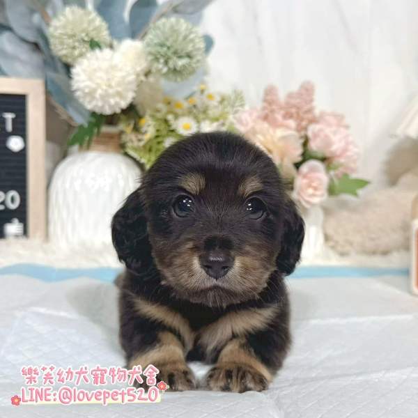 黑四目奶油臘腸狗幼犬實拍照片｜合法犬舍