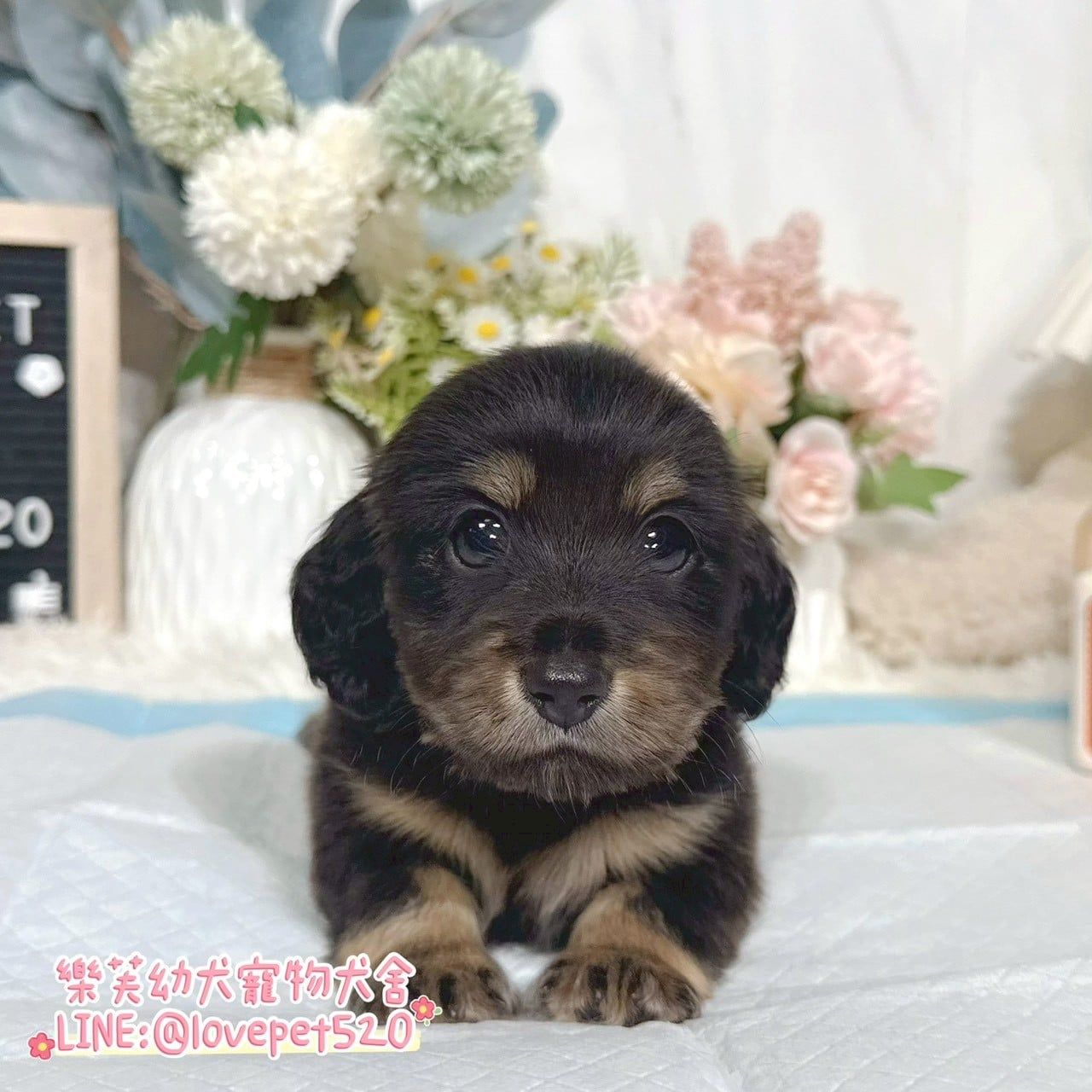 臘腸狗-樂芙幼犬寵物犬舍-台中犬舍,合法犬舍,犬舍推薦,推薦犬舍,買狗推薦,專業犬舍,優良犬舍
