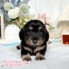 黑四目奶油臘腸狗幼犬實拍照片｜合法犬舍