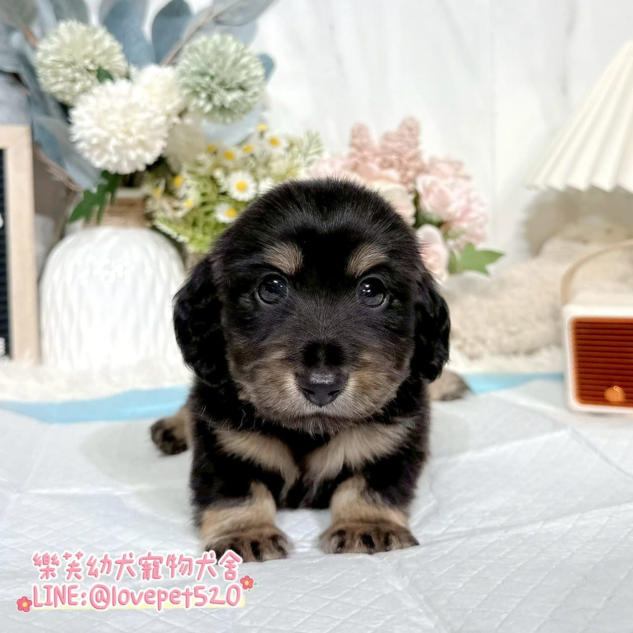 臘腸狗-樂芙幼犬寵物犬舍-台中犬舍,合法犬舍,犬舍推薦,推薦犬舍,買狗推薦,專業犬舍,優良犬舍