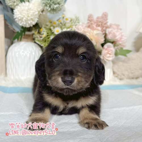 樂芙犬舍黑四目奶油臘腸狗幼犬｜合法犬舍照護