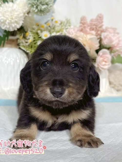臘腸狗-樂芙幼犬寵物犬舍-台中犬舍,合法犬舍,犬舍推薦,推薦犬舍,買狗推薦,專業犬舍,優良犬舍