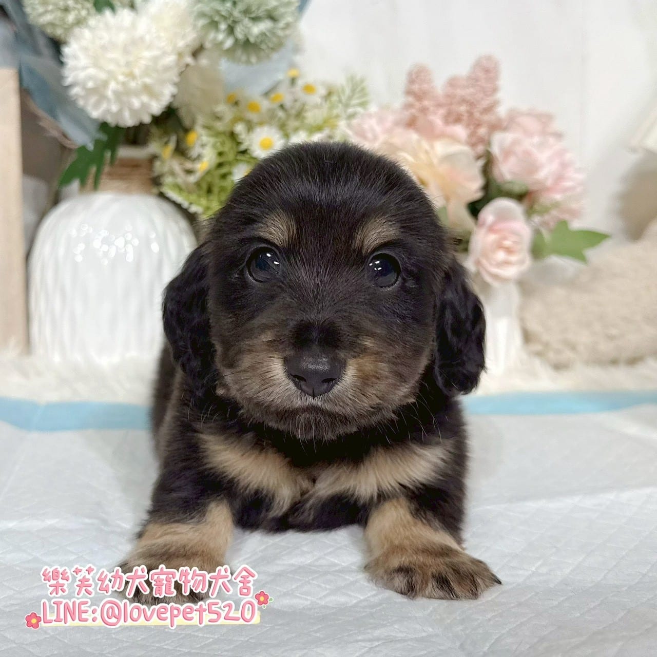 臘腸狗-樂芙幼犬寵物犬舍-台中犬舍,合法犬舍,犬舍推薦,推薦犬舍,買狗推薦,專業犬舍,優良犬舍