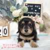 臘腸狗-樂芙幼犬寵物犬舍-台中犬舍,合法犬舍,犬舍推薦,推薦犬舍,買狗推薦,專業犬舍,優良犬舍 臘腸狗-樂芙幼犬寵物犬舍-台中犬舍,合法犬舍,犬舍推薦,推薦犬舍,買狗推薦,專業犬舍,優良犬舍
