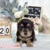 臘腸狗-樂芙幼犬寵物犬舍-台中犬舍,合法犬舍,犬舍推薦,推薦犬舍,買狗推薦,專業犬舍,優良犬舍 臘腸狗-樂芙幼犬寵物犬舍-台中犬舍,合法犬舍,犬舍推薦,推薦犬舍,買狗推薦,專業犬舍,優良犬舍