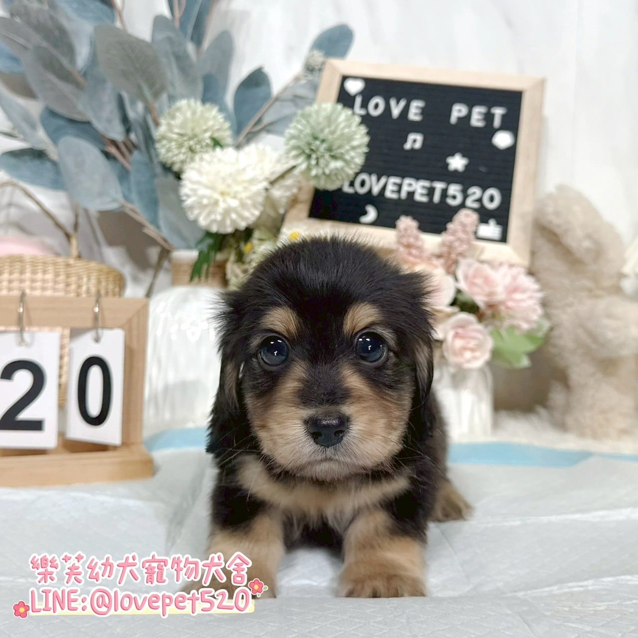 臘腸狗-樂芙幼犬寵物犬舍-台中犬舍,合法犬舍,犬舍推薦,推薦犬舍,買狗推薦,專業犬舍,優良犬舍