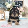 臘腸狗-樂芙幼犬寵物犬舍-台中犬舍,合法犬舍,犬舍推薦,推薦犬舍,買狗推薦,專業犬舍,優良犬舍 臘腸狗-樂芙幼犬寵物犬舍-台中犬舍,合法犬舍,犬舍推薦,推薦犬舍,買狗推薦,專業犬舍,優良犬舍