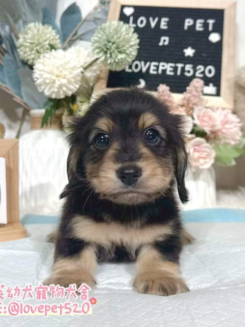 臘腸狗-樂芙幼犬寵物犬舍-台中犬舍,合法犬舍,犬舍推薦,推薦犬舍,買狗推薦,專業犬舍,優良犬舍