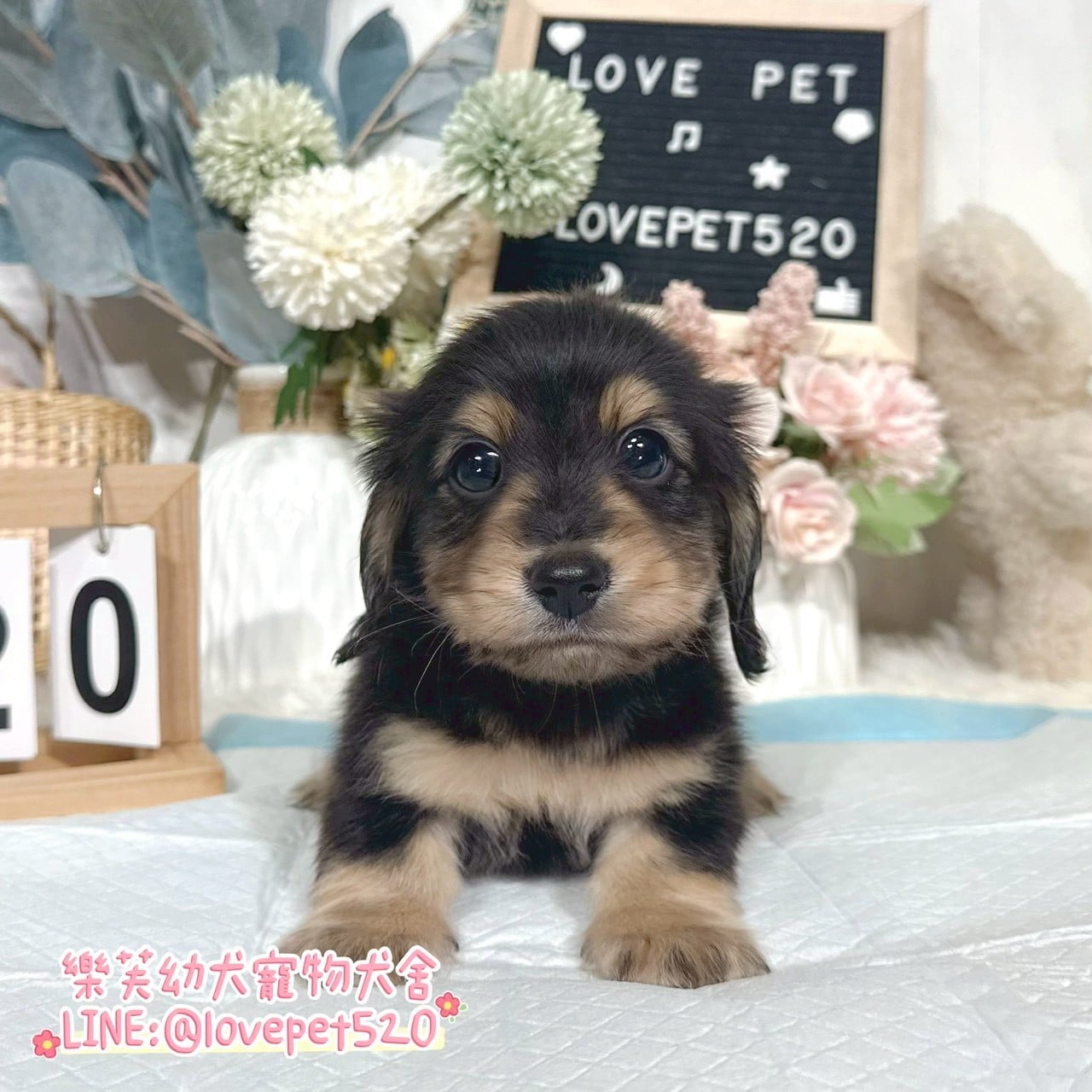 臘腸狗-樂芙幼犬寵物犬舍-台中犬舍,合法犬舍,犬舍推薦,推薦犬舍,買狗推薦,專業犬舍,優良犬舍