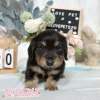 臘腸狗-樂芙幼犬寵物犬舍-台中犬舍,合法犬舍,犬舍推薦,推薦犬舍,買狗推薦,專業犬舍,優良犬舍