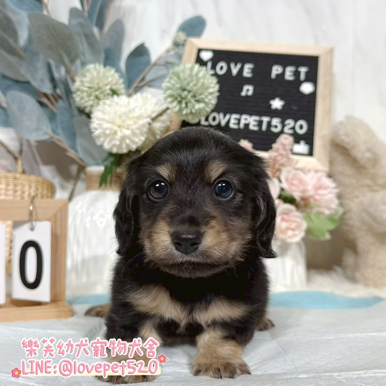 臘腸狗-樂芙幼犬寵物犬舍-台中犬舍,合法犬舍,犬舍推薦,推薦犬舍,買狗推薦,專業犬舍,優良犬舍