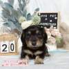 臘腸狗-樂芙幼犬寵物犬舍-台中犬舍,合法犬舍,犬舍推薦,推薦犬舍,買狗推薦,專業犬舍,優良犬舍