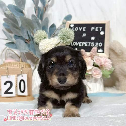 樂芙犬舍黑四目奶油臘腸狗幼犬|合法犬舍照護 樂芙犬舍黑四目奶油臘腸狗幼犬|合法犬舍照護