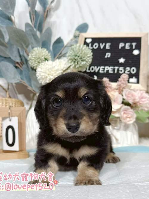 臘腸狗-樂芙幼犬寵物犬舍-台中犬舍,合法犬舍,犬舍推薦,推薦犬舍,買狗推薦,專業犬舍,優良犬舍