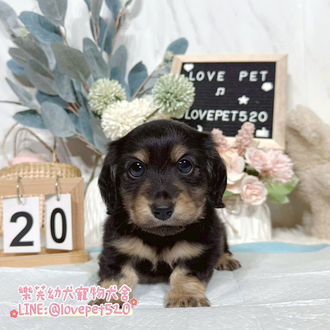 臘腸狗-樂芙幼犬寵物犬舍-台中犬舍,合法犬舍,犬舍推薦,推薦犬舍,買狗推薦,專業犬舍,優良犬舍