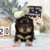 臘腸狗-樂芙幼犬寵物犬舍-台中犬舍,合法犬舍,犬舍推薦,推薦犬舍,買狗推薦,專業犬舍,優良犬舍