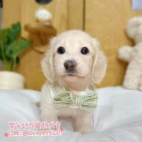 臘腸狗-樂芙幼犬寵物犬舍-台中犬舍,合法犬舍,犬舍推薦,幼犬買賣,買狗推薦