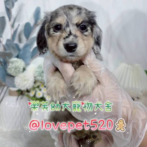 臘腸狗-樂芙幼犬寵物犬舍-台中犬舍,合法犬舍,犬舍推薦,幼犬買賣,買狗推薦