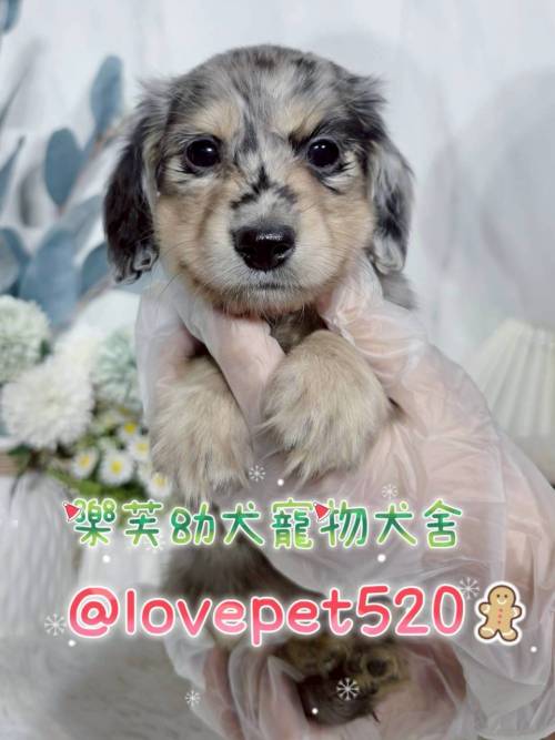 臘腸狗-樂芙幼犬寵物犬舍-台中犬舍,合法犬舍,犬舍推薦,推薦犬舍,買狗推薦,專業犬舍,優良犬舍