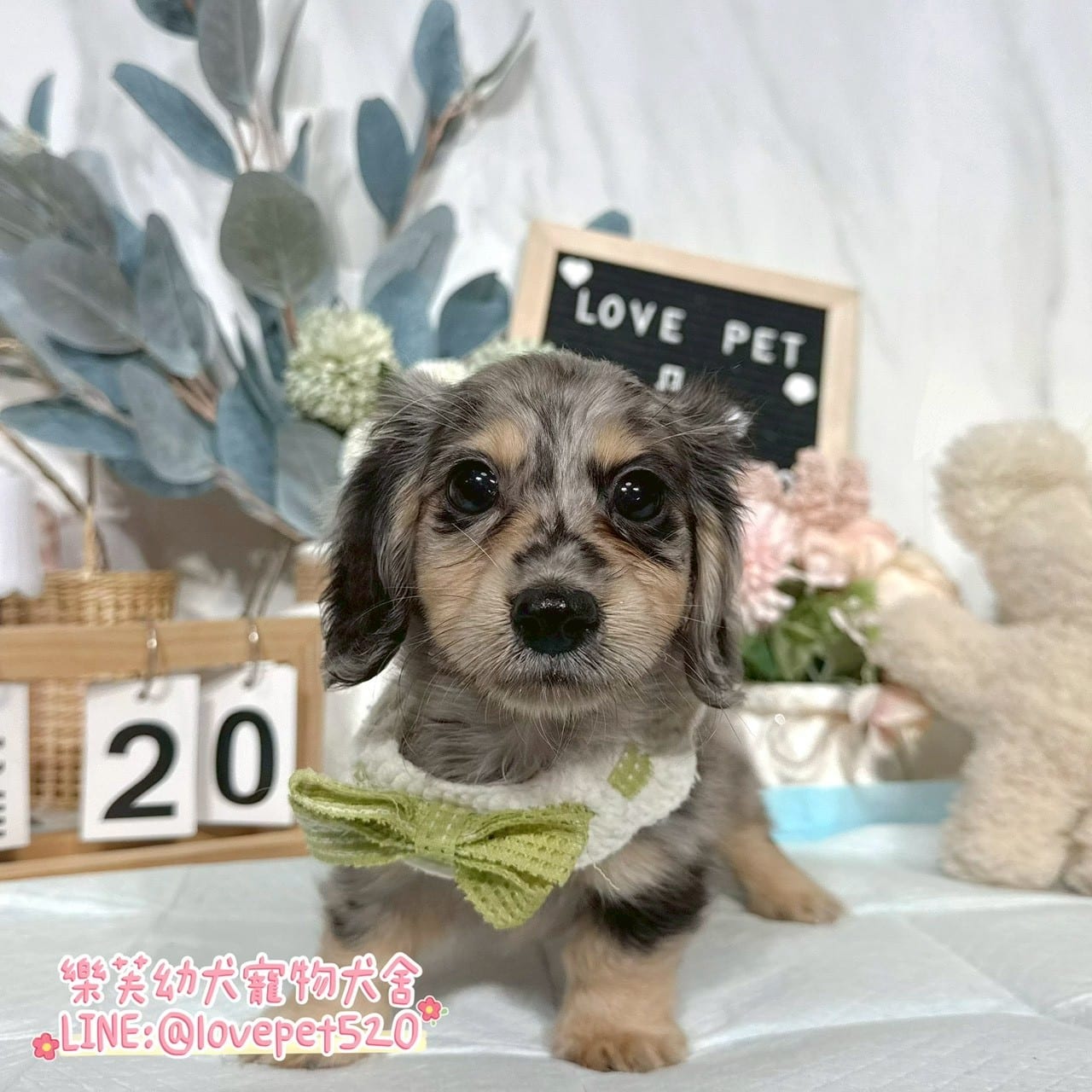 臘腸狗-樂芙幼犬寵物犬舍-台中犬舍,合法犬舍,犬舍推薦,推薦犬舍,買狗推薦,專業犬舍,優良犬舍