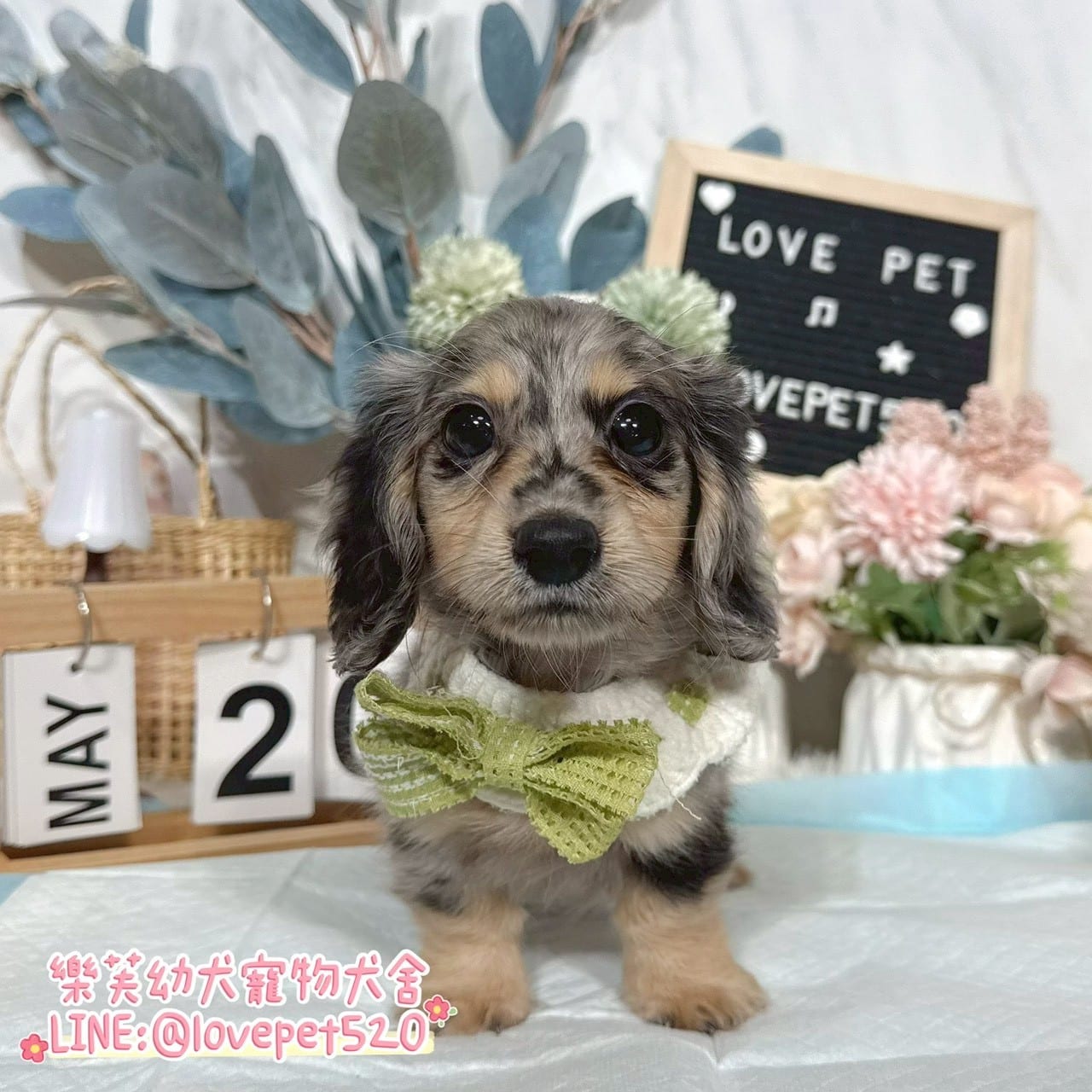 臘腸狗-樂芙幼犬寵物犬舍-台中犬舍,合法犬舍,犬舍推薦,推薦犬舍,買狗推薦,專業犬舍,優良犬舍
