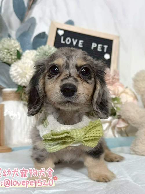臘腸狗-樂芙幼犬寵物犬舍-台中犬舍,合法犬舍,犬舍推薦,推薦犬舍,買狗推薦,專業犬舍,優良犬舍
