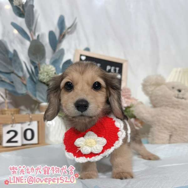 英系奶油臘腸狗幼犬實拍照片|合法犬舍 英系奶油臘腸狗幼犬實拍照片|合法犬舍