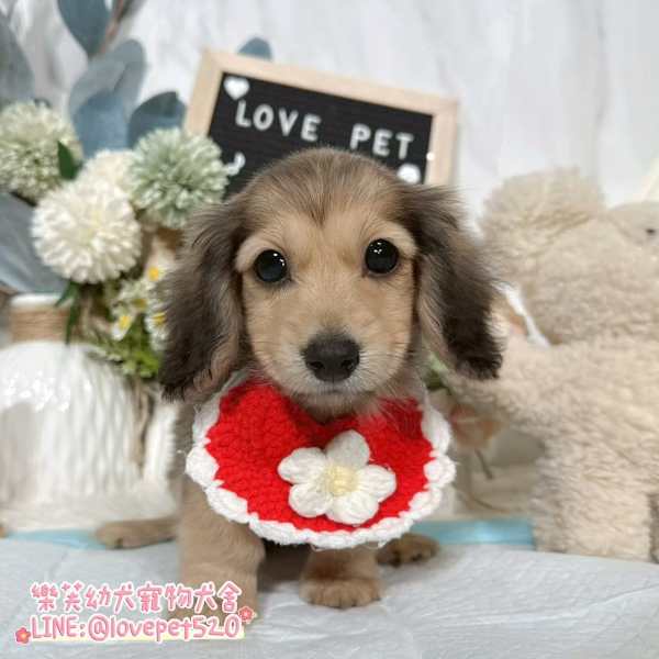 樂芙犬舍英系奶油臘腸狗幼犬|合法犬舍照護 樂芙犬舍英系奶油臘腸狗幼犬|合法犬舍照護