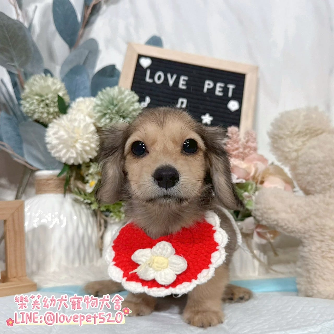 臘腸狗-樂芙幼犬寵物犬舍-台中犬舍,合法犬舍,犬舍推薦,推薦犬舍,買狗推薦,專業犬舍,優良犬舍