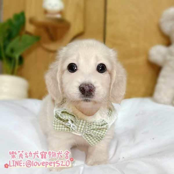 臘腸狗-樂芙幼犬寵物犬舍-台中犬舍,合法犬舍,犬舍推薦,幼犬買賣,買狗推薦