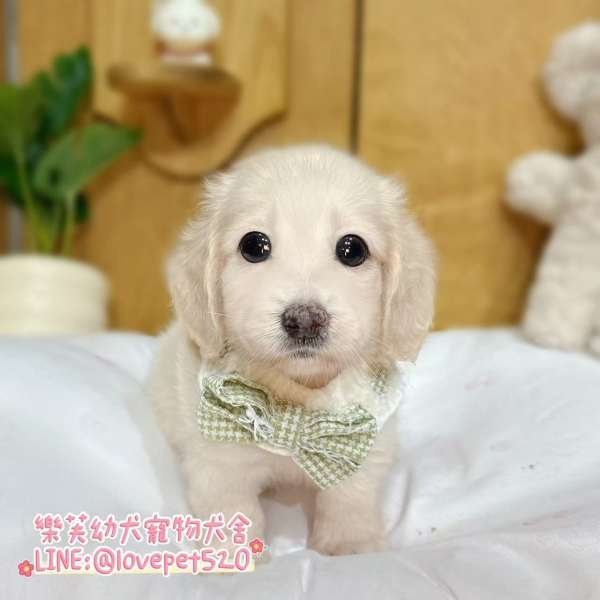 臘腸狗-樂芙幼犬寵物犬舍-台中犬舍,合法犬舍,犬舍推薦,幼犬買賣,買狗推薦