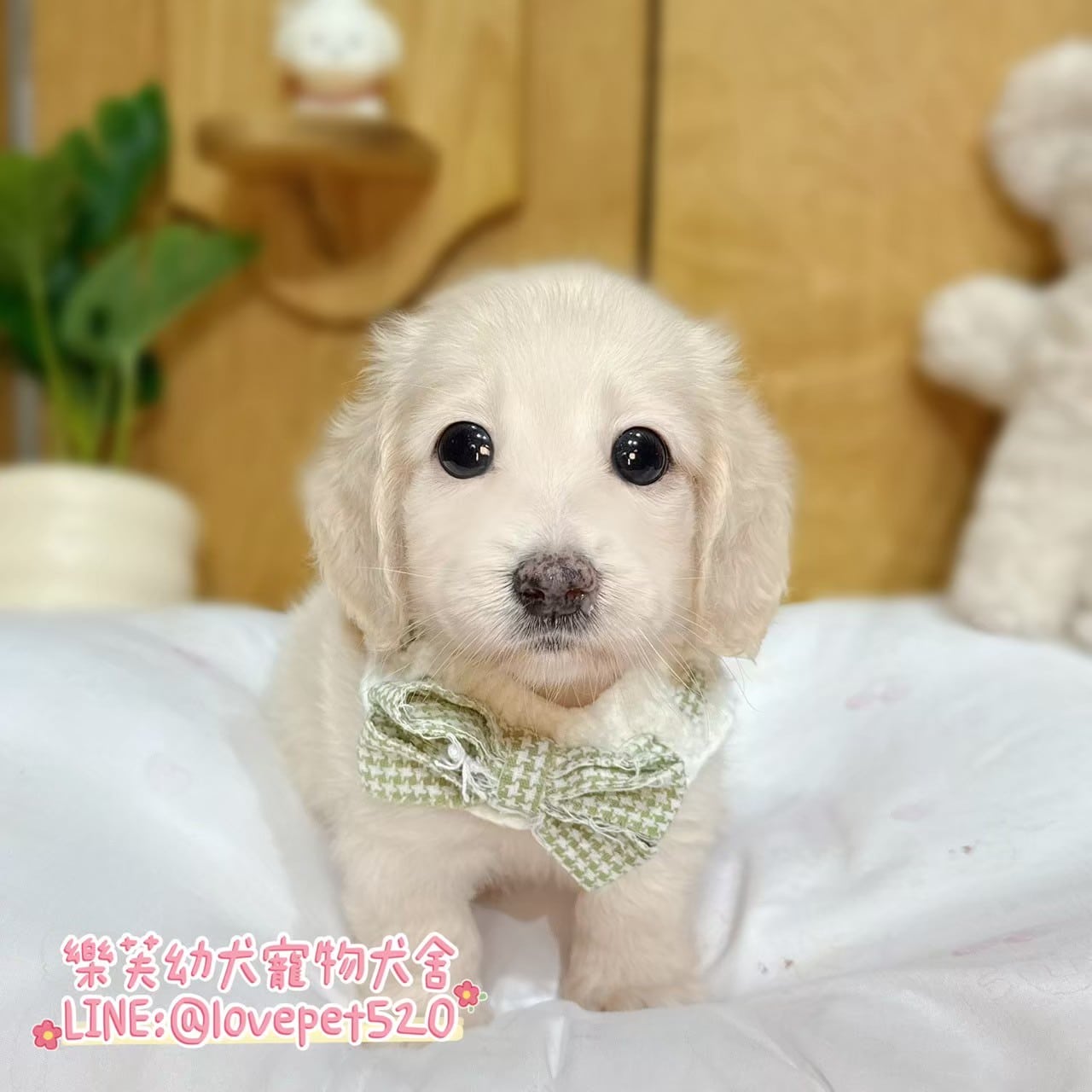 臘腸狗-樂芙幼犬寵物犬舍-台中犬舍,合法犬舍,犬舍推薦,推薦犬舍,買狗推薦,專業犬舍,優良犬舍