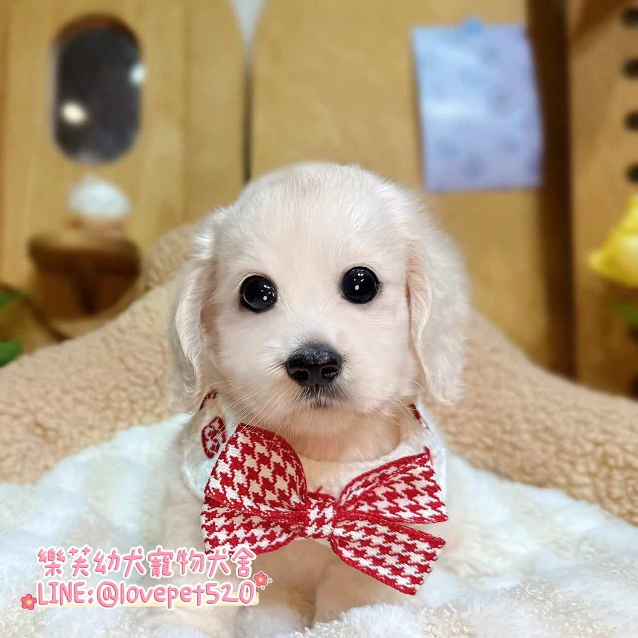臘腸狗-樂芙幼犬寵物犬舍-台中犬舍,合法犬舍,犬舍推薦,推薦犬舍,買狗推薦,專業犬舍,優良犬舍