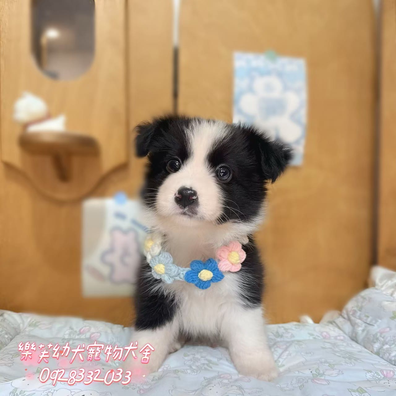 邊境牧羊犬-樂芙幼犬寵物犬舍