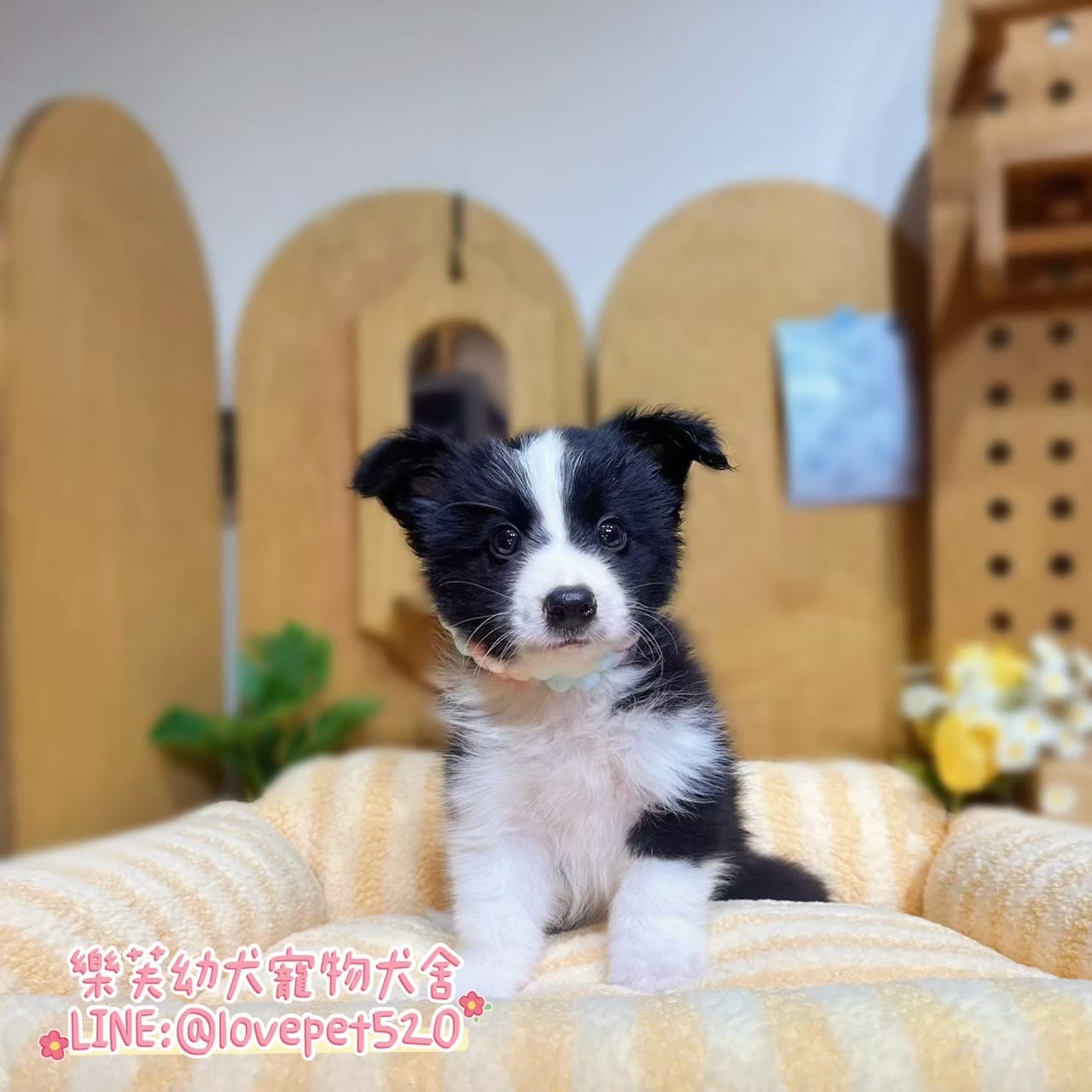 邊境牧羊犬-樂芙幼犬寵物犬舍