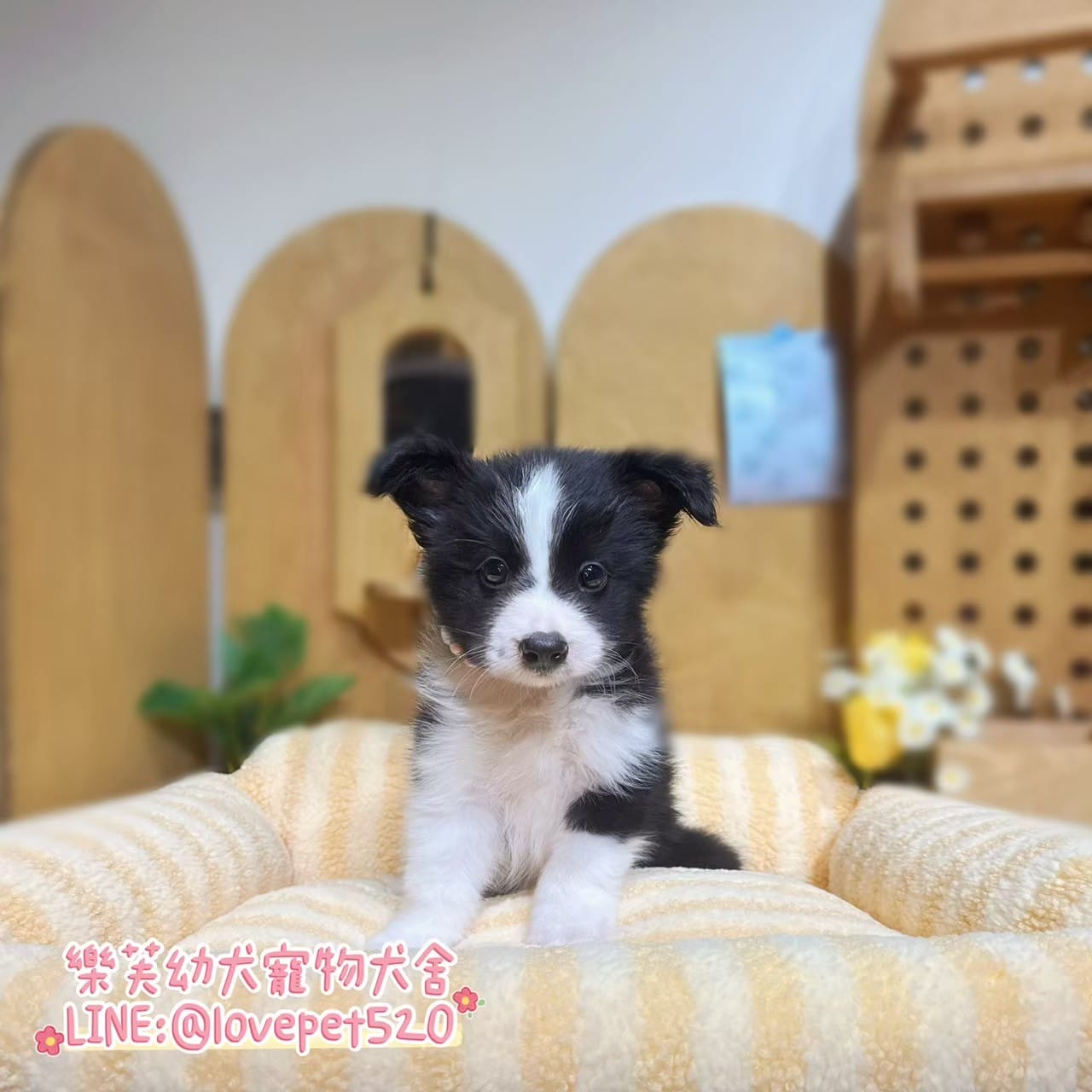 邊境牧羊犬-樂芙幼犬寵物犬舍